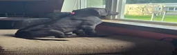 Mixed Breed dogs for sale: Mixed Breed 1 - Ad 3