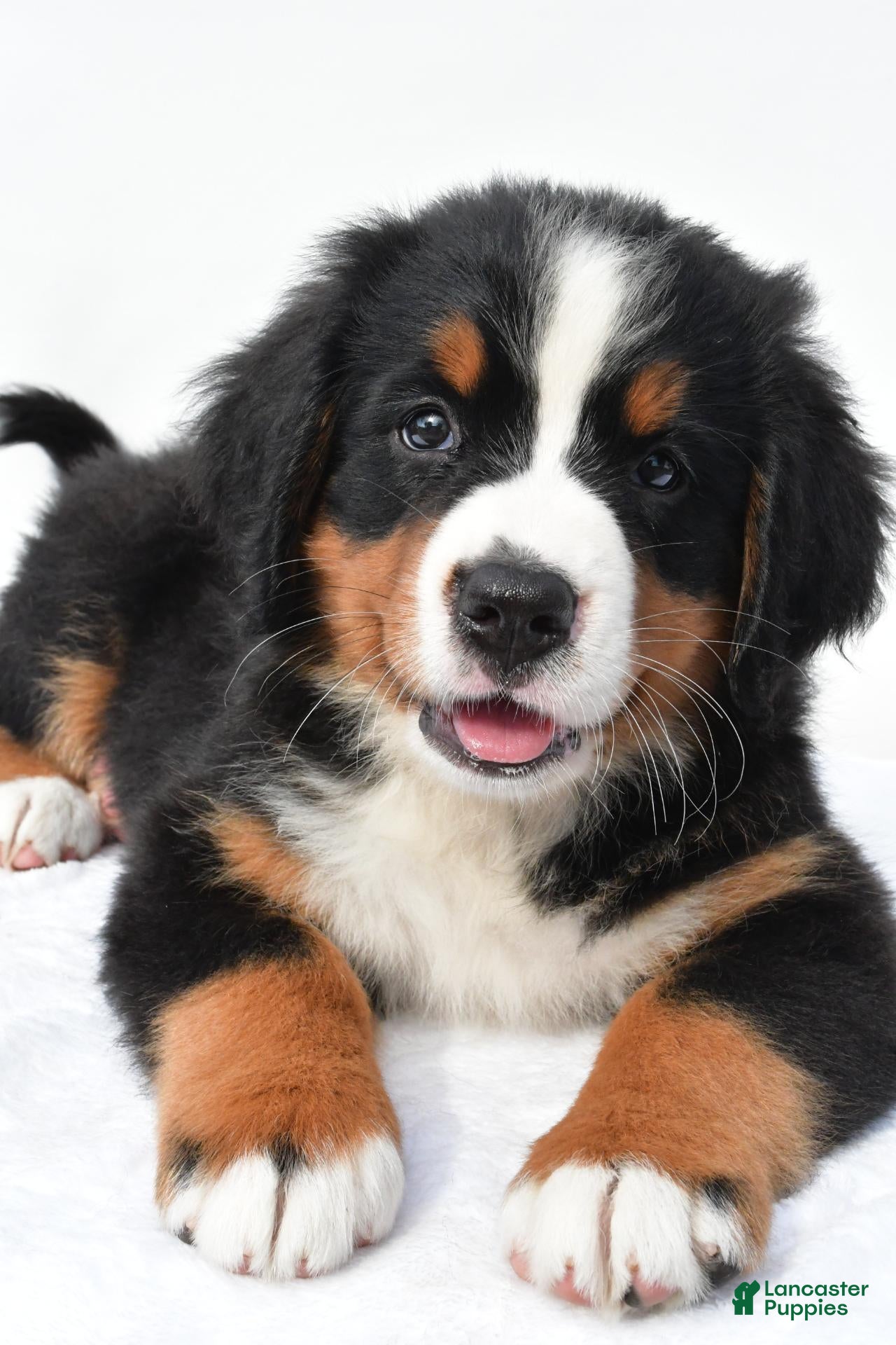 Bernese Mountain Dog dogs Penny - Ad 2