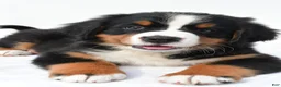Bernese Mountain Dog dogs for sale: Penny - Ad 2