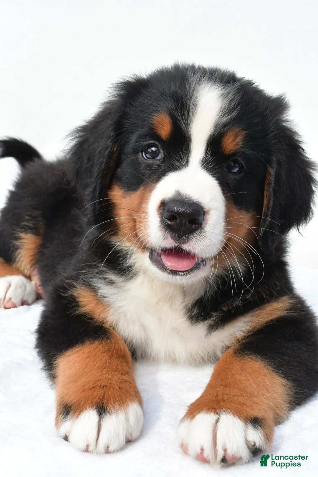 Bernese Mountain Dog dogs for sale: Penny - Ad 2