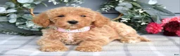 Goldendoodle dogs for sale: Fargo - Ad 3