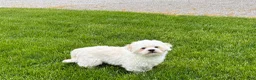 Lhasa Apso dogs for sale: Beau - Ad 5