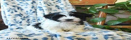 Havanese dogs for sale: Joy - Ad 2