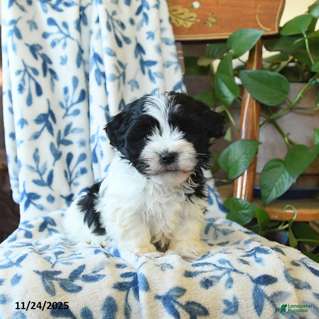 Havanese dogs for sale: Joy - Ad 2