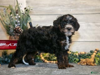 Mini Goldendoodle dogs Tommy - Ad 36