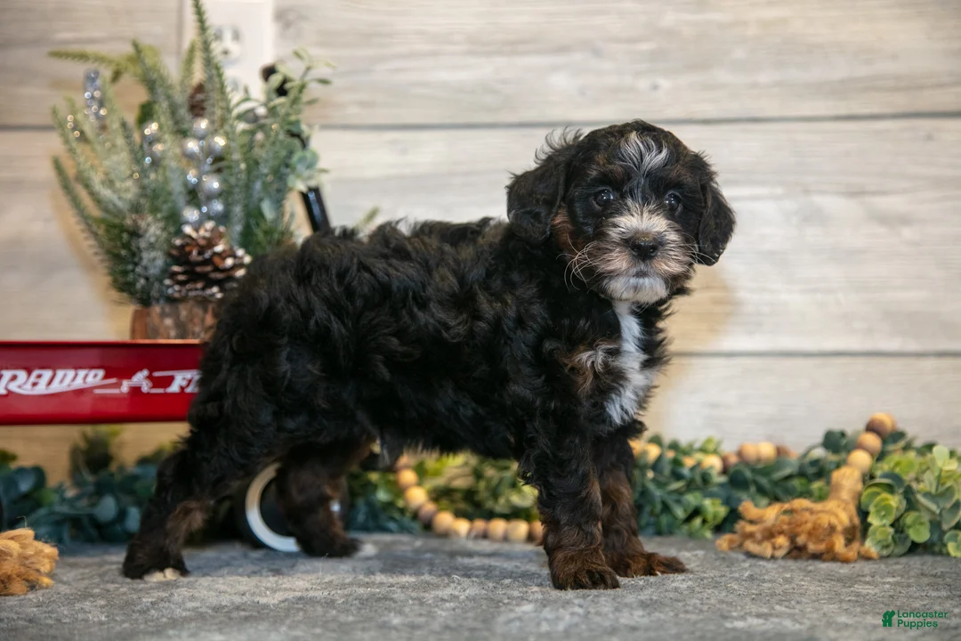 Mini Goldendoodle dogs for sale: Tommy - Ad 1