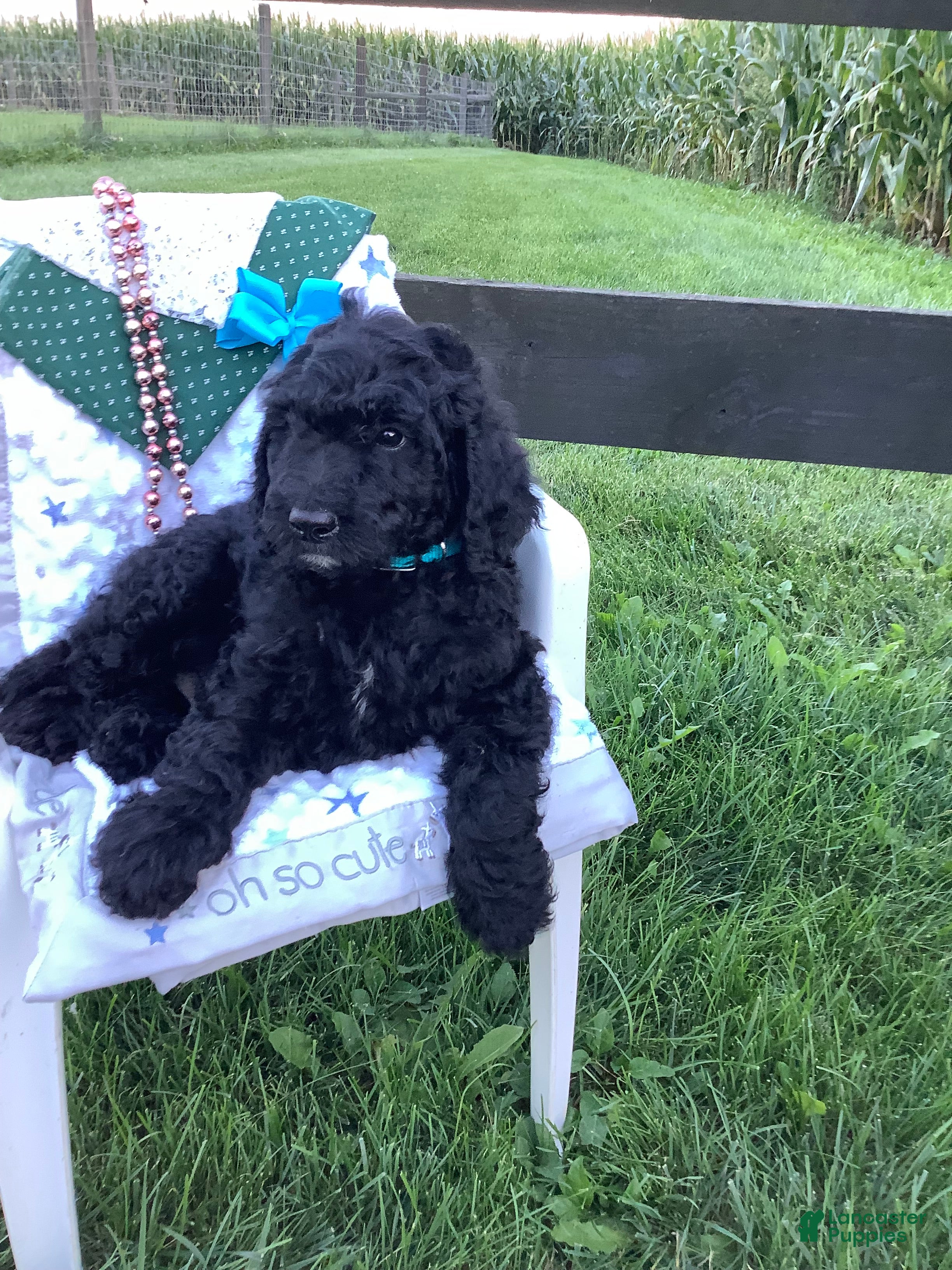 Goldendoodle dogs Macho-F1bb-Goldendoodle 2 - Ad 2
