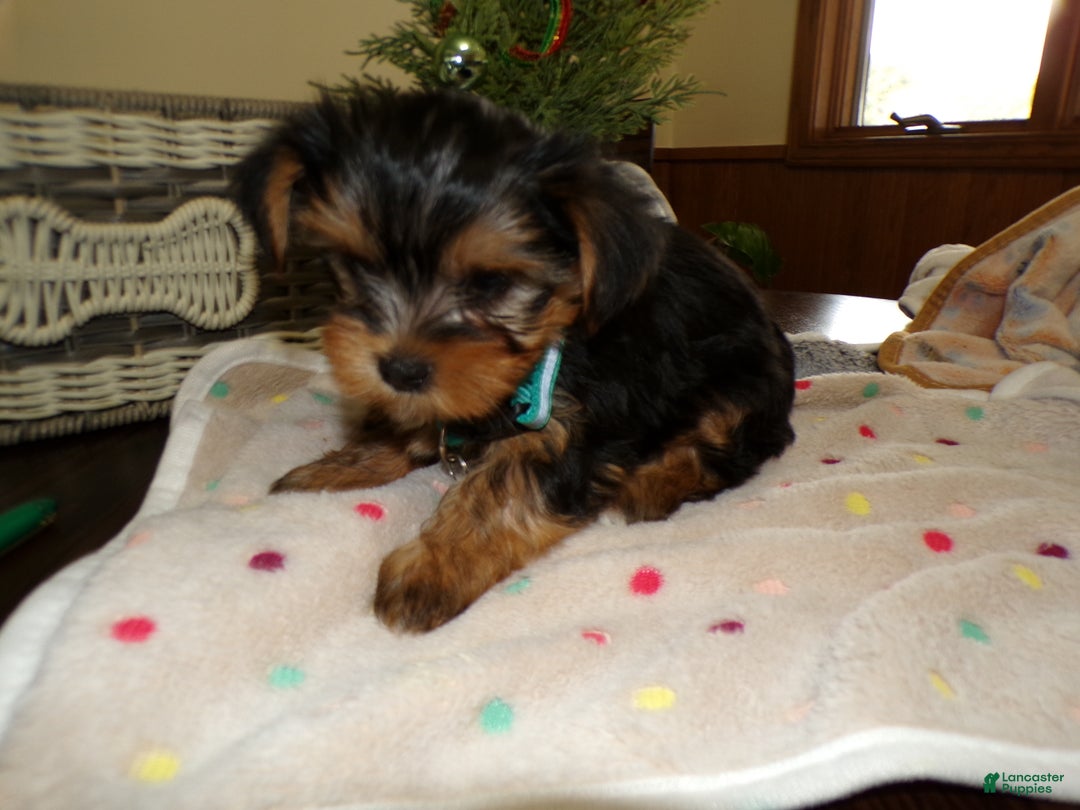 Yorkshire Terrier dogs for sale: Yorkshire Terrier Puppy 2 Cory - Ad 4