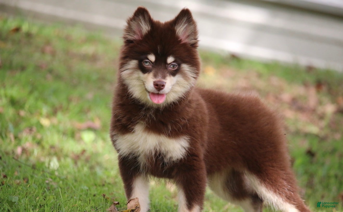 Pomsky dogs Louise - Ad 1