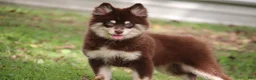 Pomsky dogs for sale: Louise - Ad 1