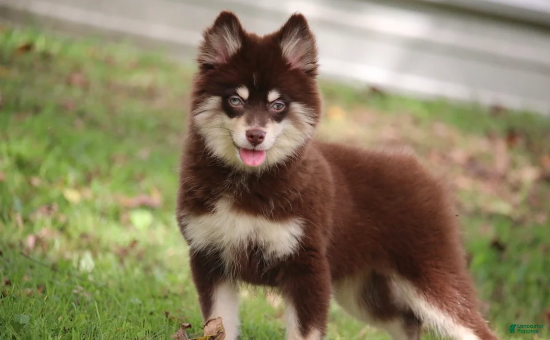 Pomsky dogs for sale: Louise - Ad 1