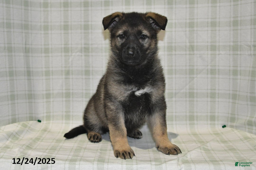German Shepherd dogs for sale: Makayla - Ad 5