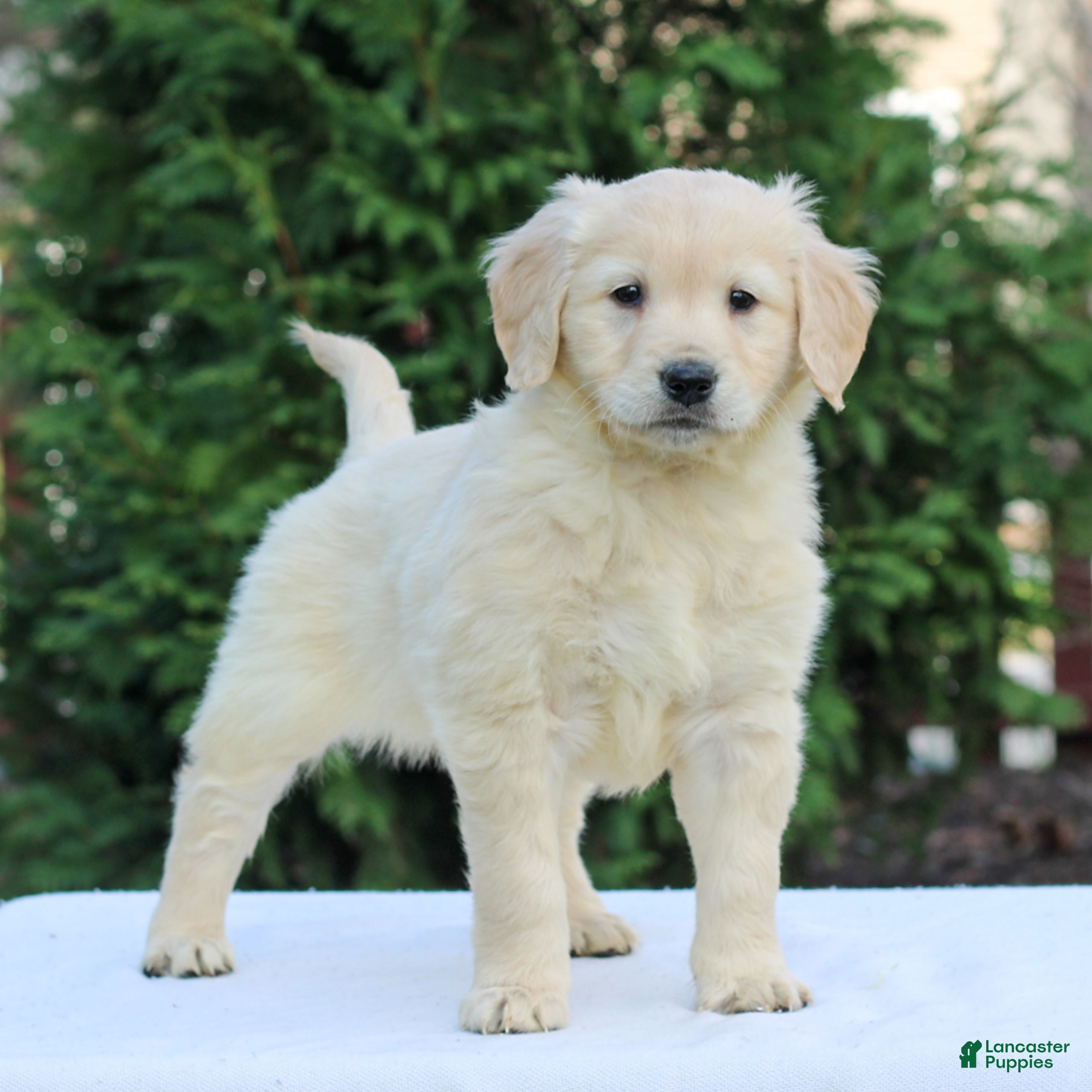 Golden Retriever dogs for sale: Ruby  - Ad 2