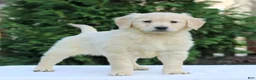 Golden Retriever dogs for sale: Ruby  - Ad 1