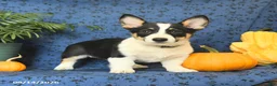 Welsh Corgi Pembroke dogs for sale: Lexi  - Ad 4