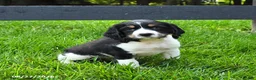 English Springer Spaniel dogs for sale: Bailey - Ad 4