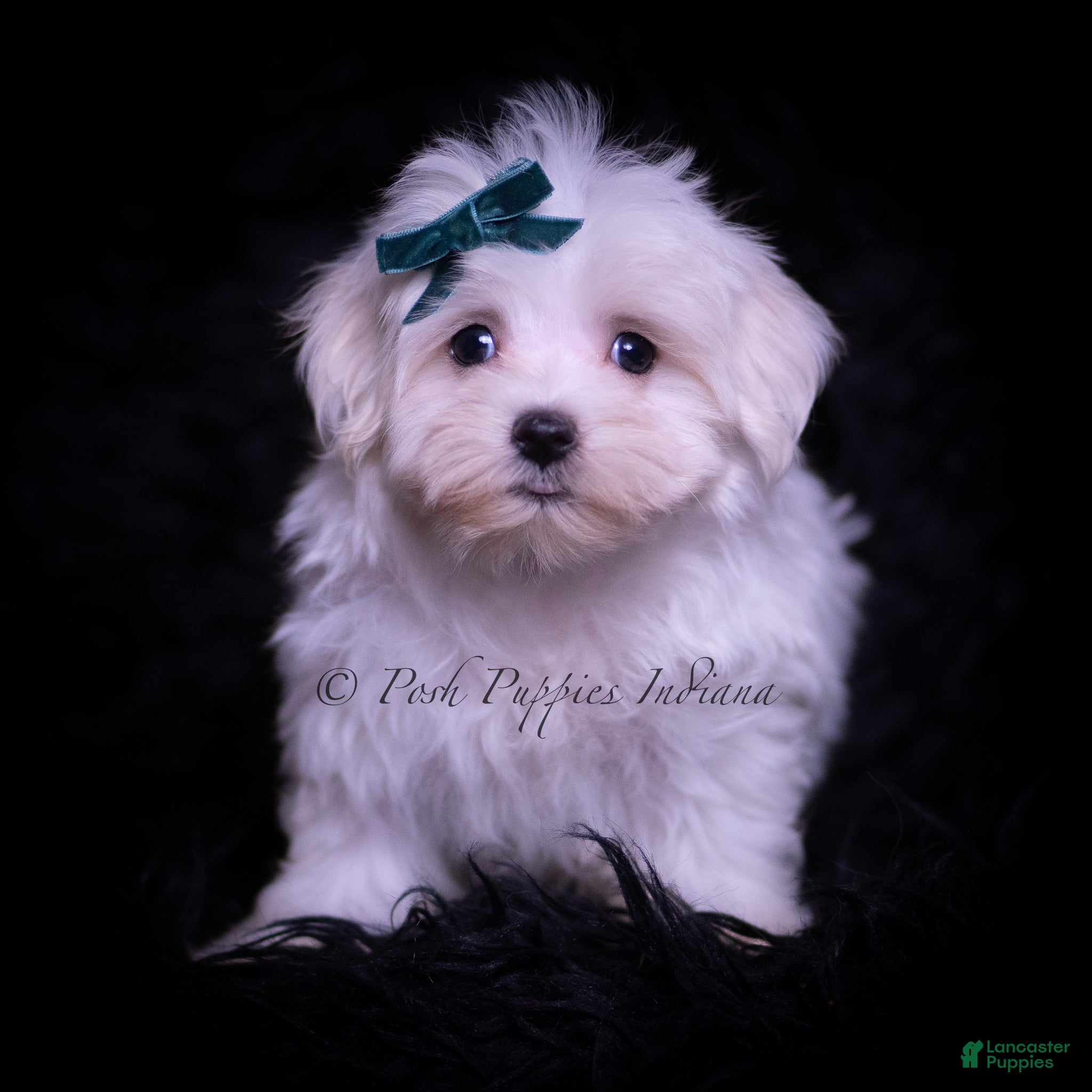 Maltese dogs Ming Ming - Ad 2