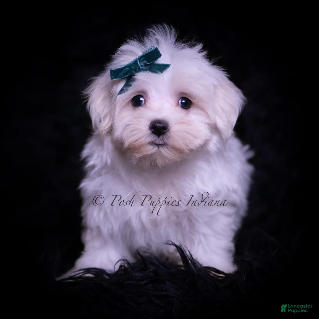 Maltese dogs for sale: Ming Ming - Ad 2