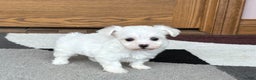 Coton De Tulear dogs for sale: Nadine - Ad 5