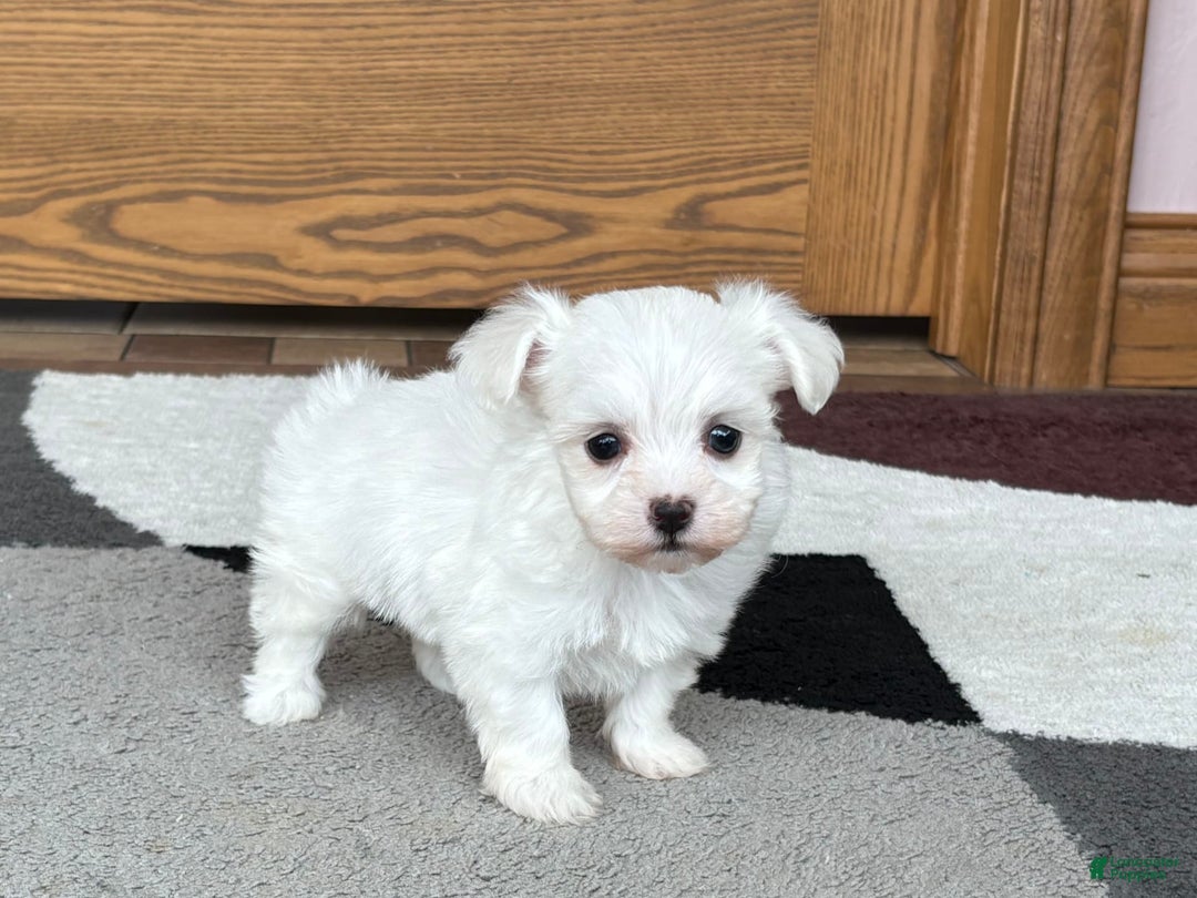 Coton De Tulear dogs for sale: Nadine - Ad 5