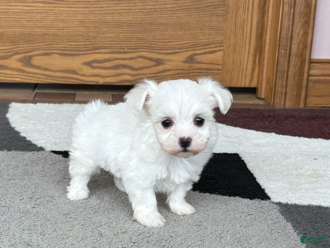 Coton De Tulear dogs for sale: Nadine - Ad 3