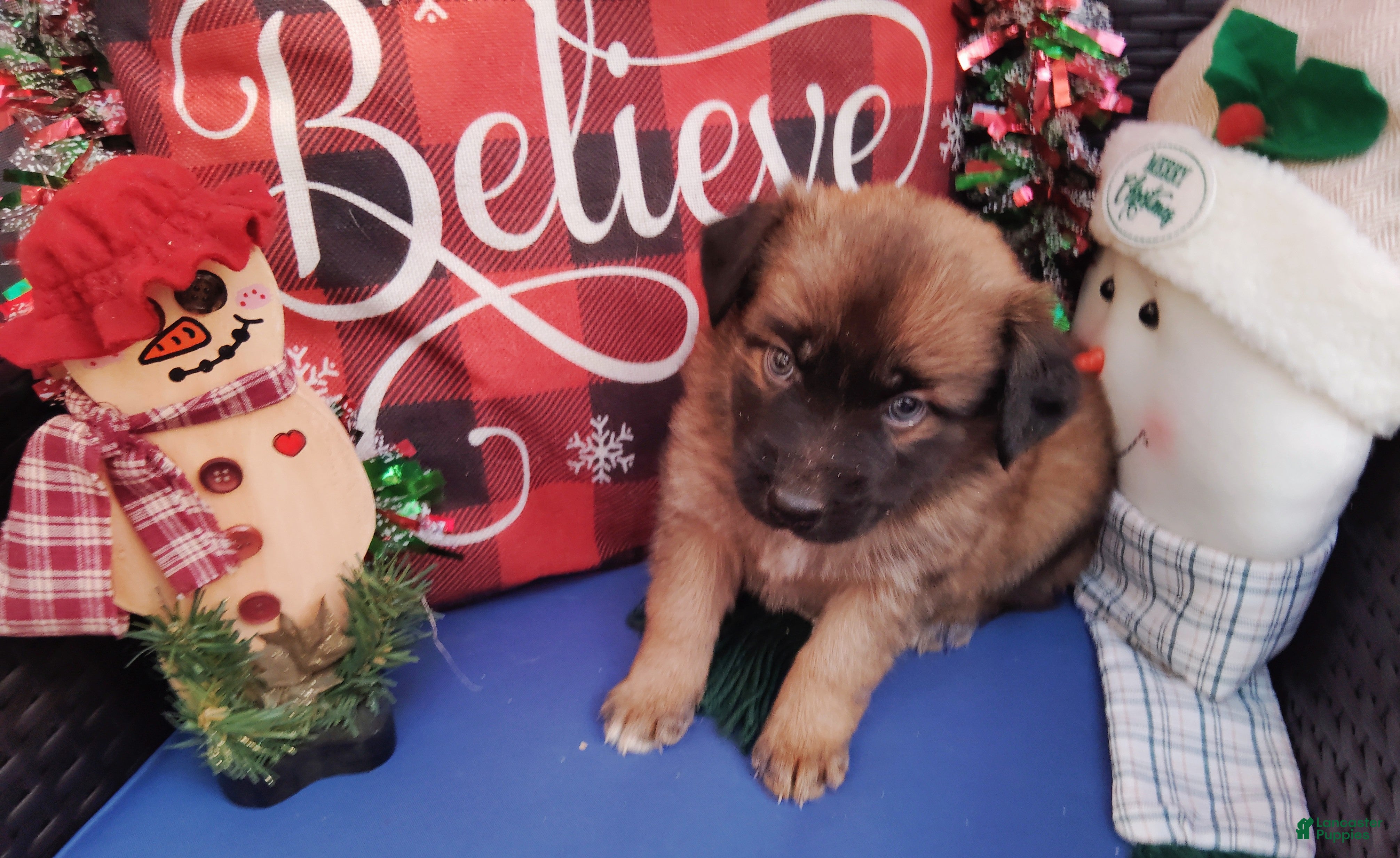 Mixed Breed dogs Sasha - Ad 25