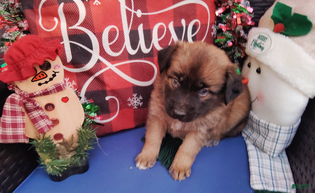 Mixed Breed dogs for sale: Sasha - Ad 1