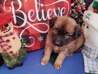 Mixed Breed dogs Sasha - Ad 25