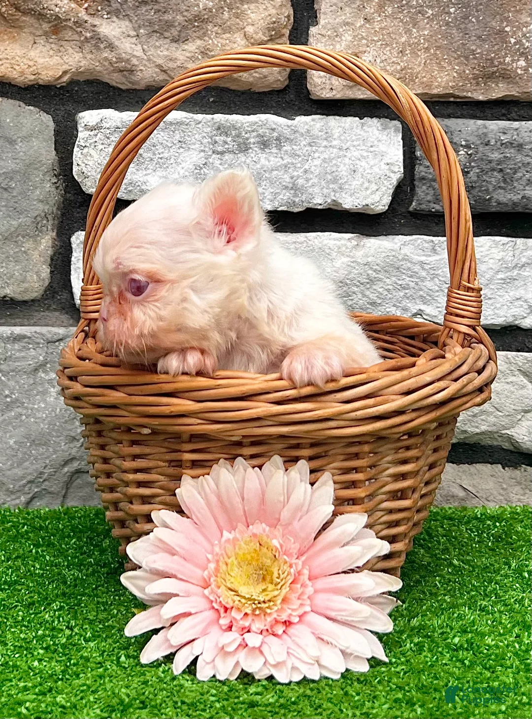 French Bulldog dogs for sale: Crystal Pink - Ad 2