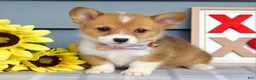 Welsh Corgi Pembroke dogs for sale: Winnie - Ad 8