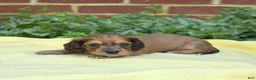 Miniature Dachshund dogs for sale: Forest - Ad 5