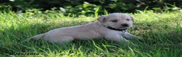 Golden Retriever dogs for sale: Jasper - Ad 3