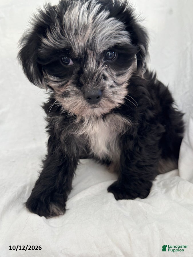 Mixed Breed dogs Benny - Ad 2