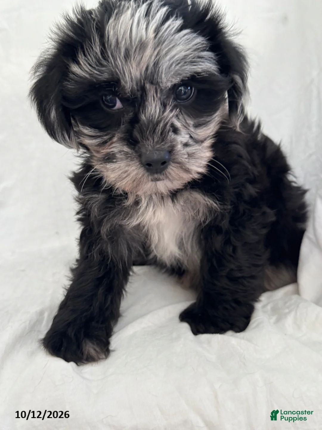 Mixed Breed dogs for sale: Benny - Ad 2