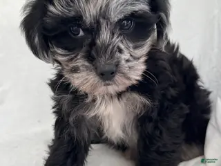 Mixed Breed dogs Benny - Ad 2