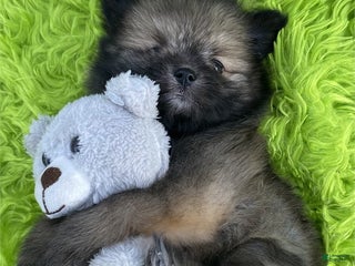 Pomeranian dogs - Ad 40