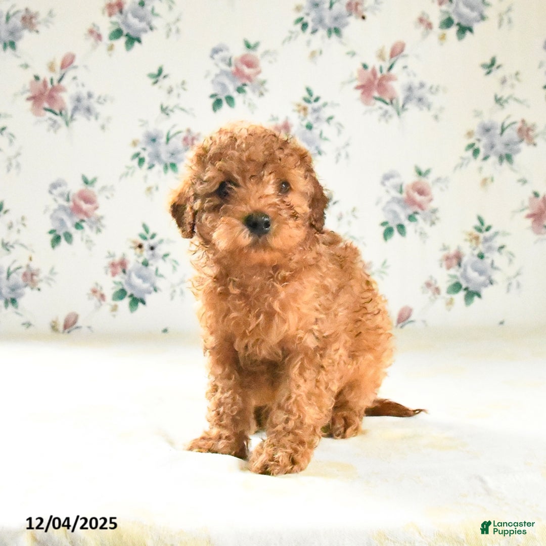 Miniature Poodle dogs for sale: Jack  - Ad 3