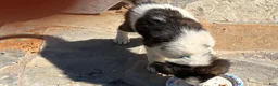 Mixed Breed dogs for sale: Mixed Breed Puppy #4 - Ad 9