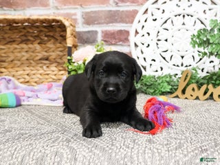 Labrador Retriever dogs Lassie - Ad 41