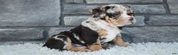 Beabull dogs for sale: Bubba  - Ad 2