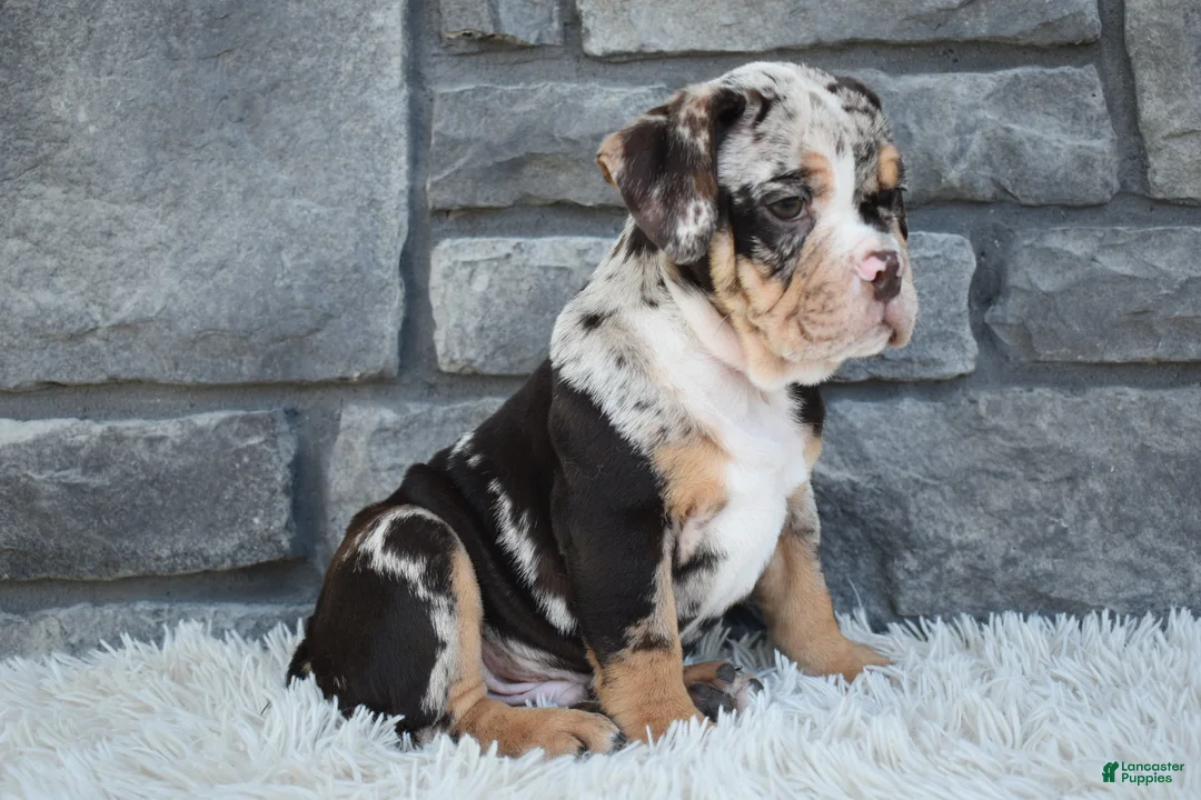 Beabull dogs for sale: Bubba  - Ad 2