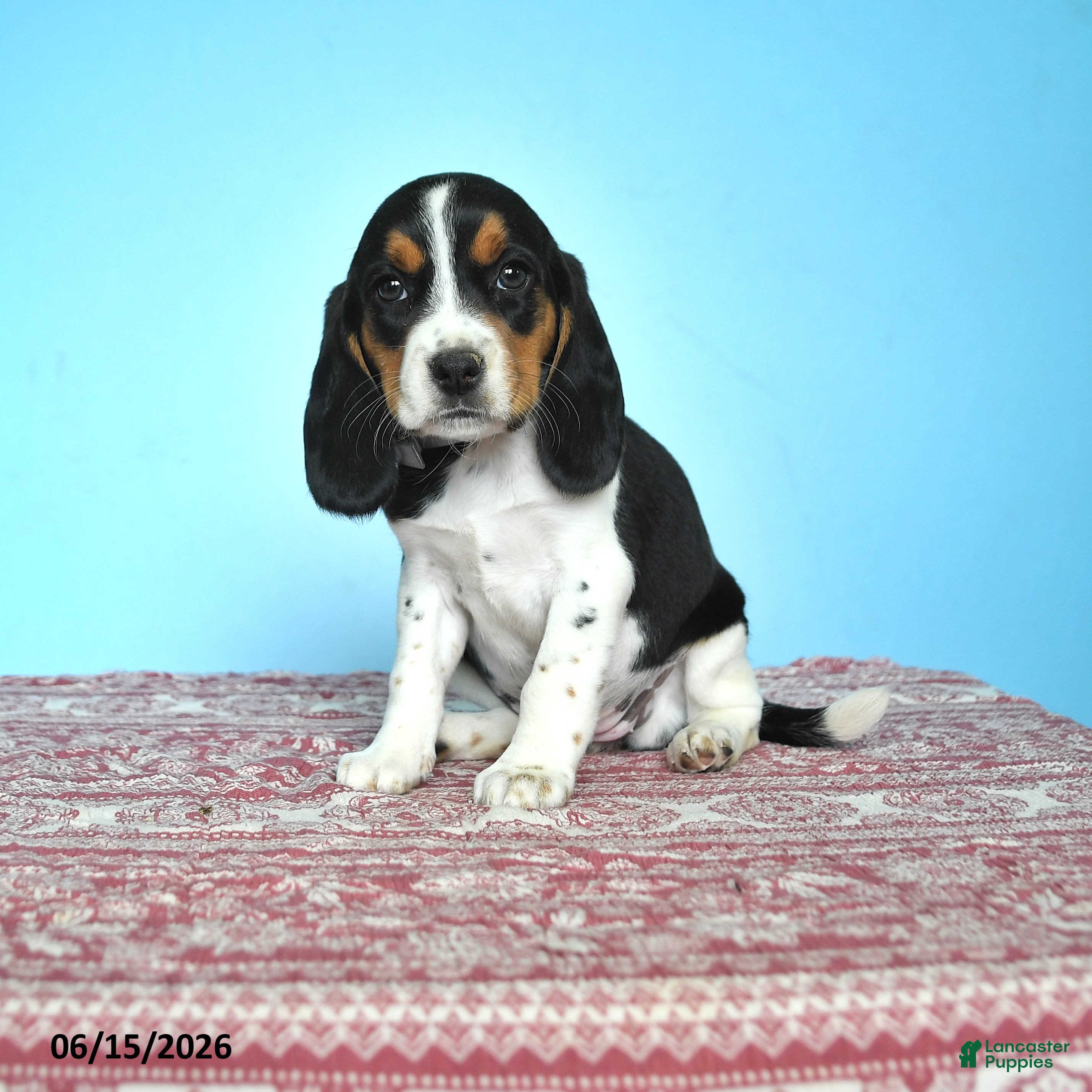 Beagle dogs Wanda - Ad 1