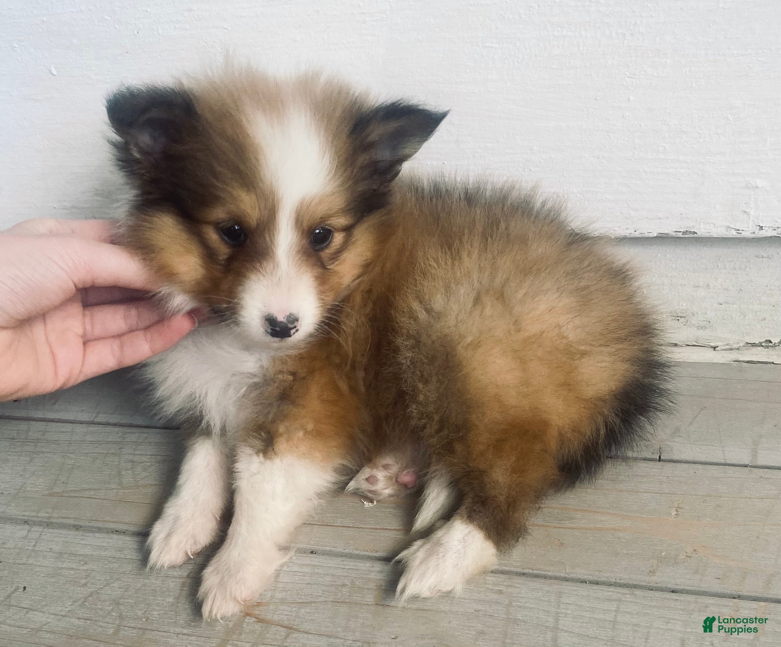 Shetland Sheepdog