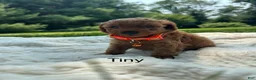 Miniature Poodle dogs for sale: Tiny - Ad 1