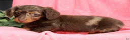 Miniature Dachshund dogs for sale: Luna - Ad 6