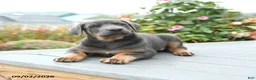 Mixed Breed dogs for sale: Fern - Ad 3