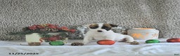 Jack Russell Terrier dogs for sale: Brently - Ad 4