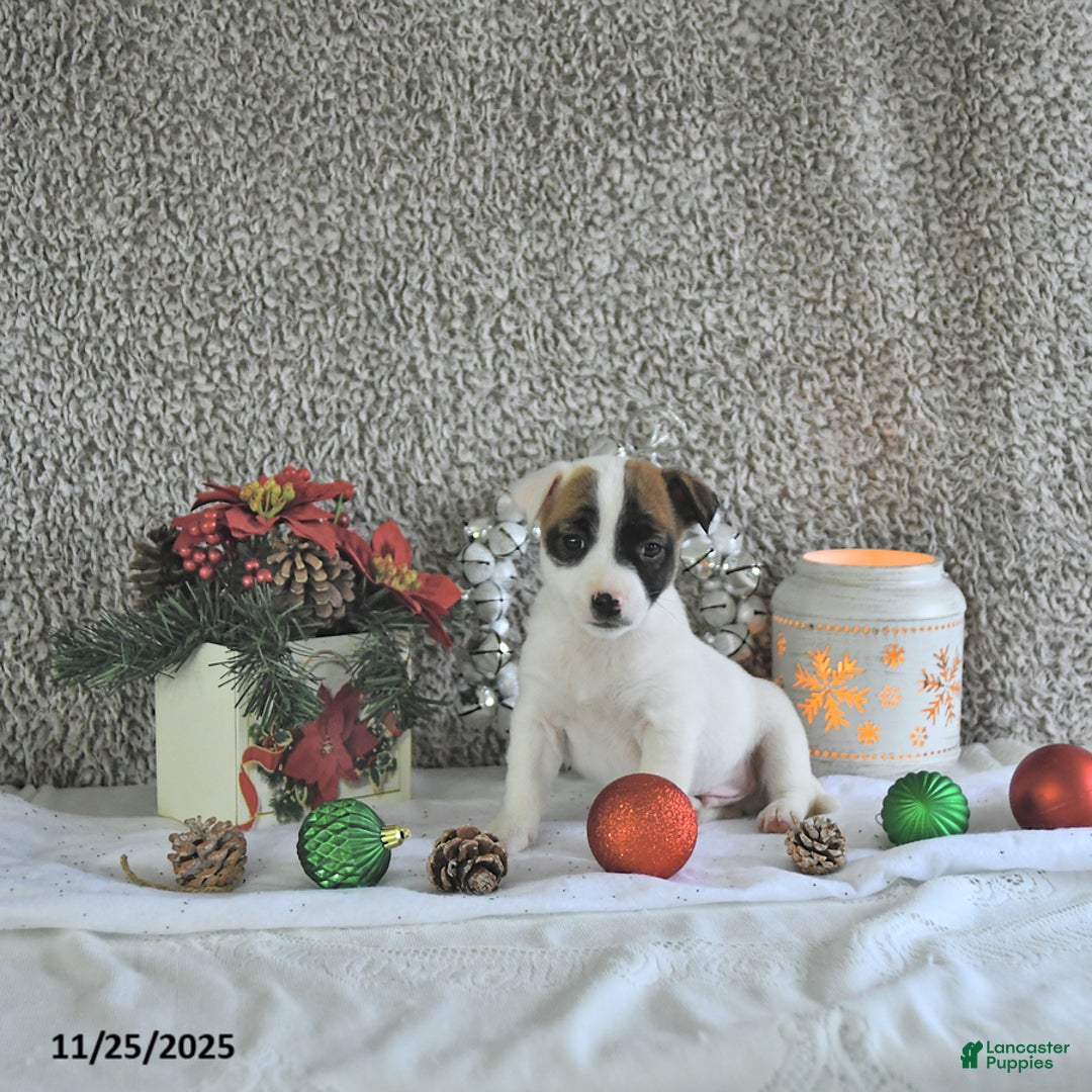 Jack Russell Terrier dogs for sale: Brently - Ad 4