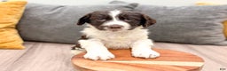 English Springer Spaniel dogs for sale: Earl - Ad 3
