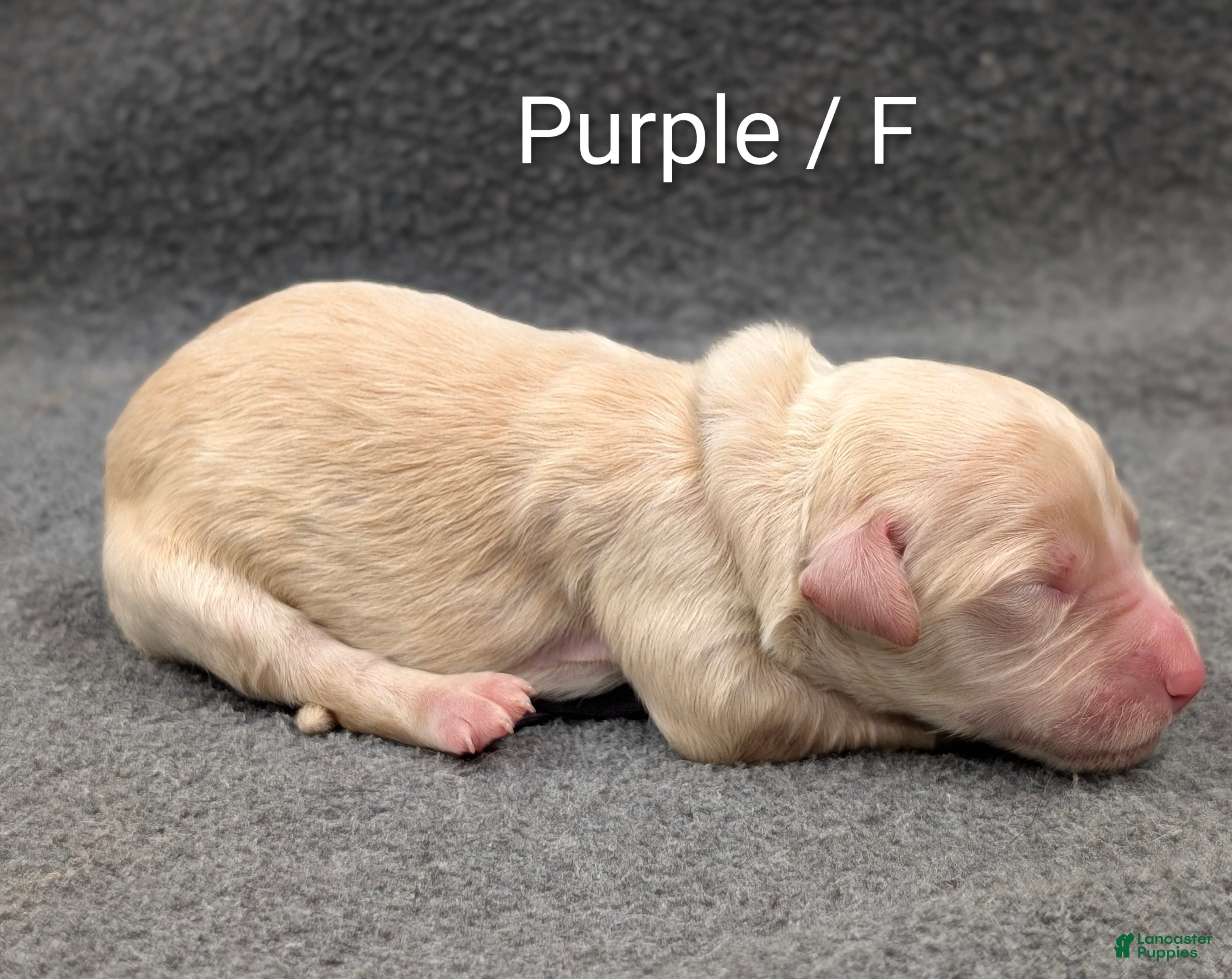 Sheepadoodle dogs Purple collar - Ad 2